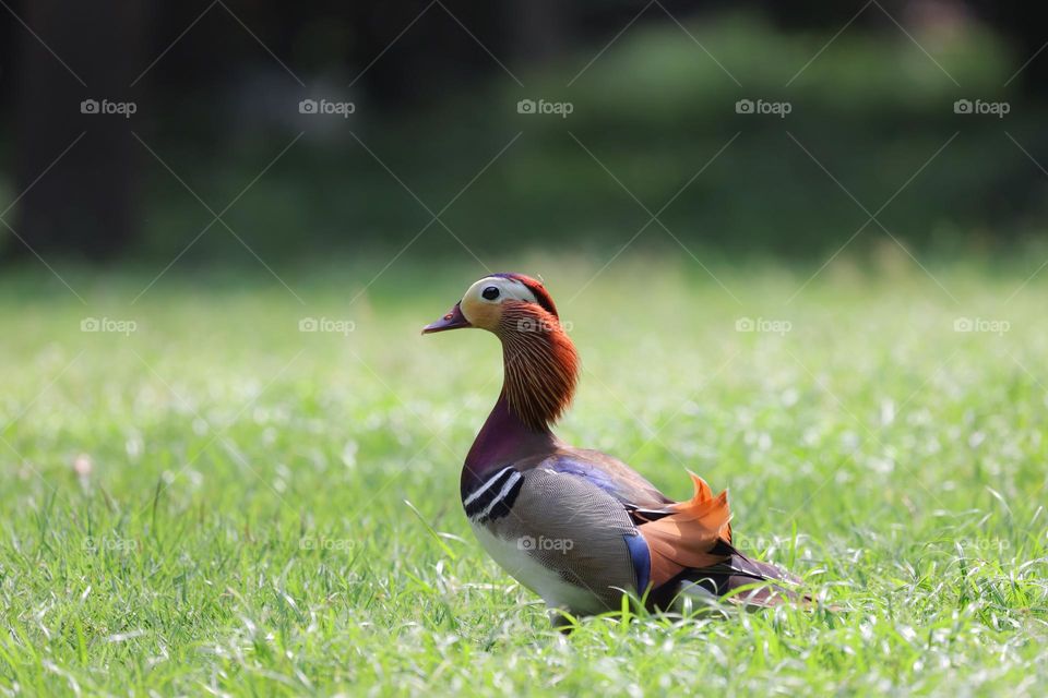 mandarin duck