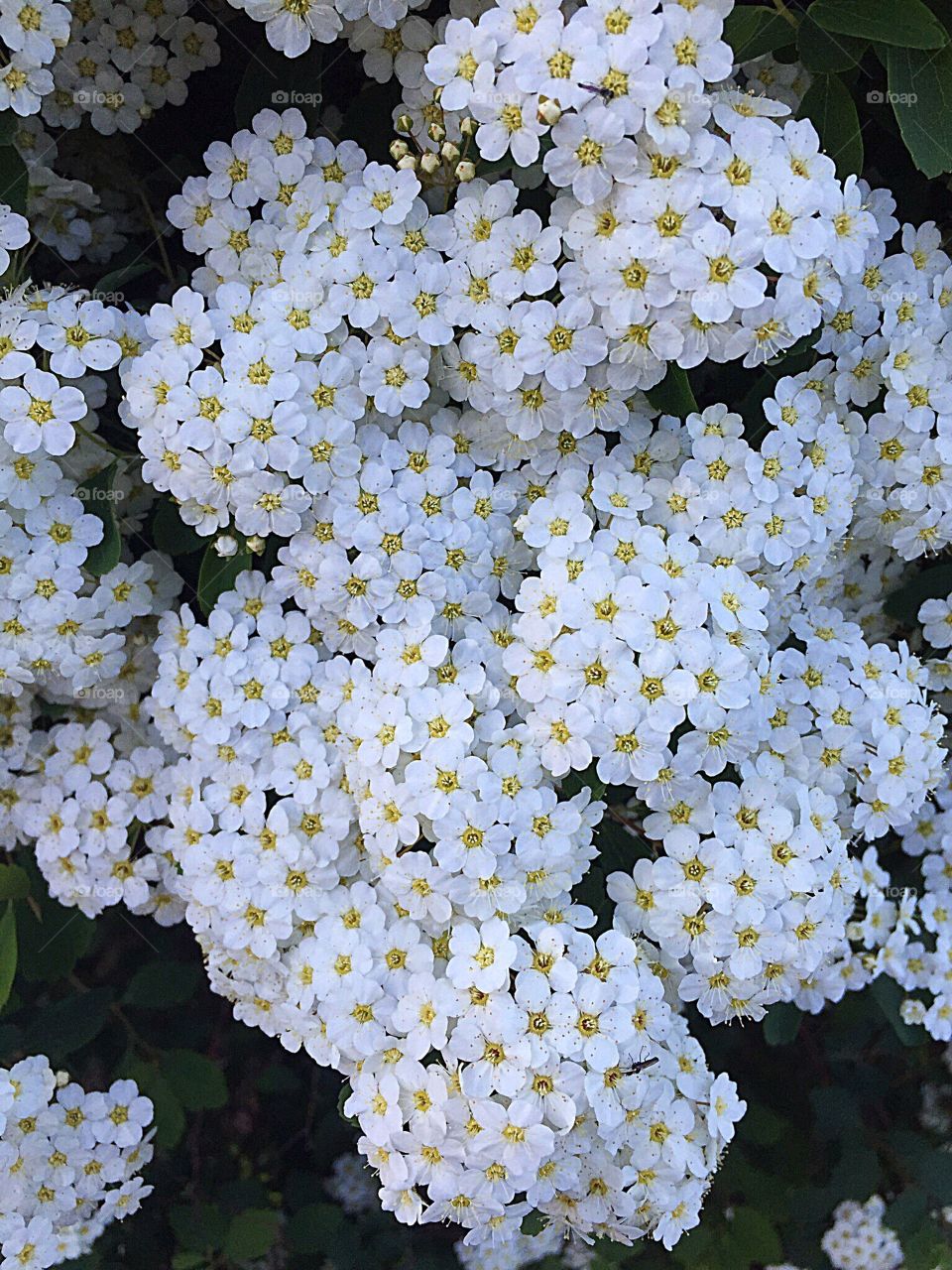 Little white flowers