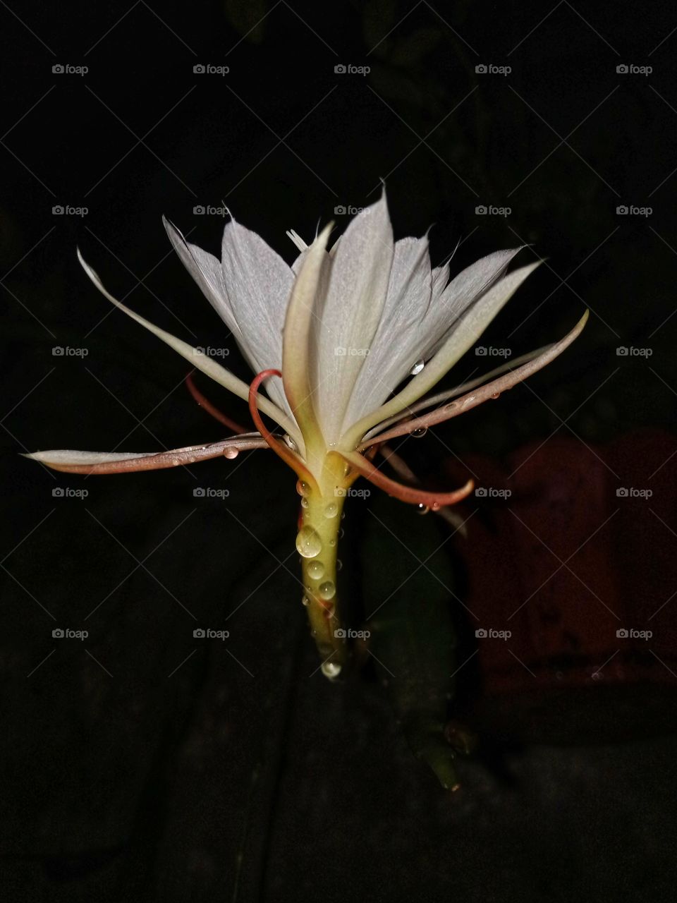 epiphyllum pumilum