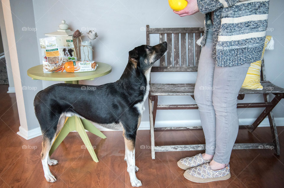 Woman feeding her pet terrier dog indoors