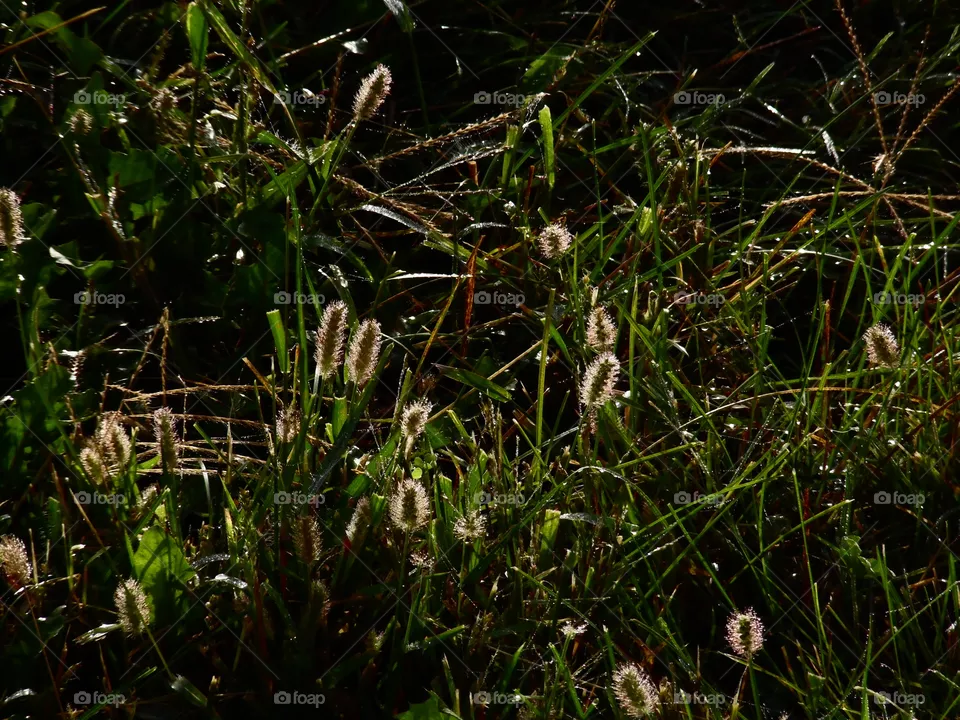 grass