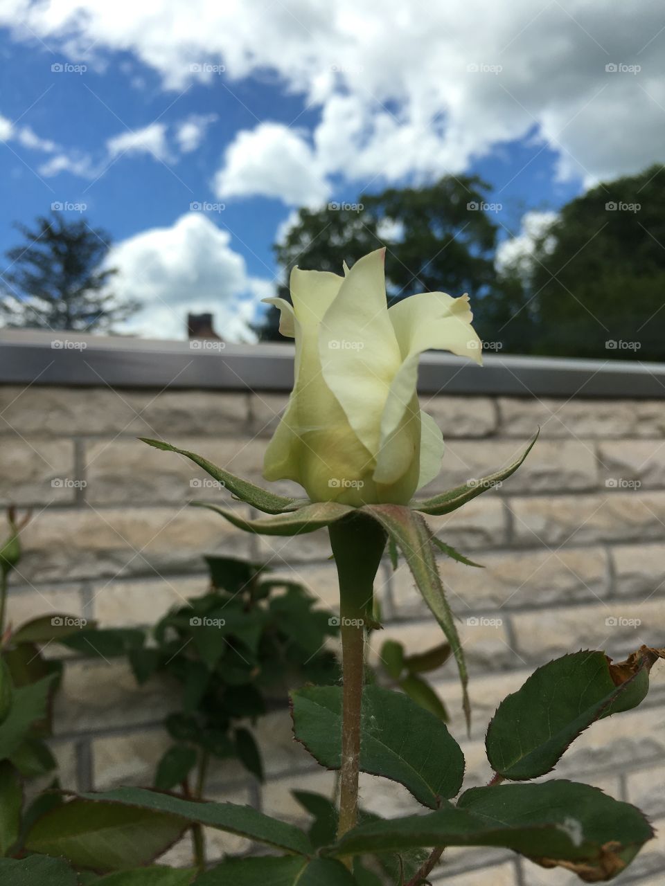 White rose and reflection 