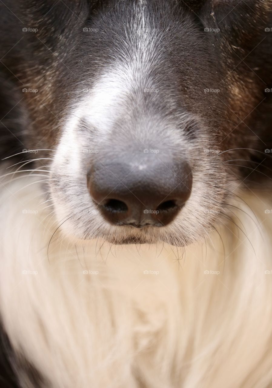 Border collie sheepdog closeup face front view wet nose looking intently 