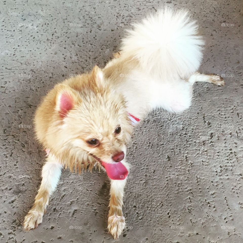 Dog, Cute, Pet, Mammal, Animal