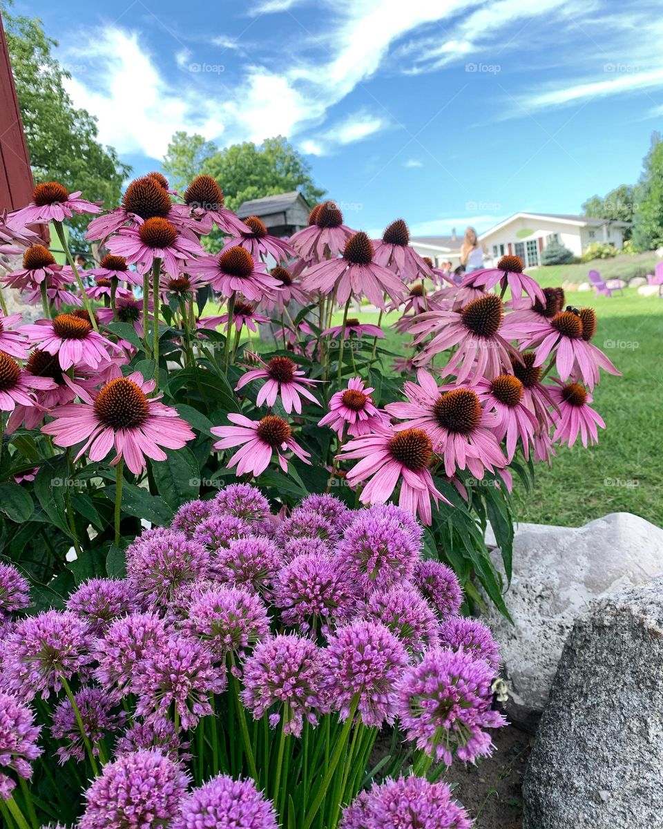 Flower Echinacea 