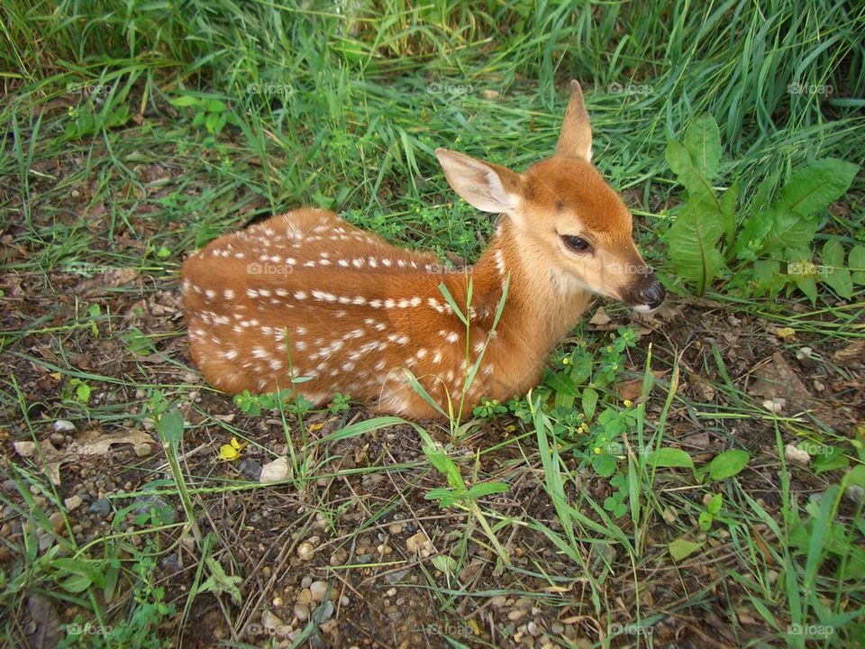 Baby deer fawn 