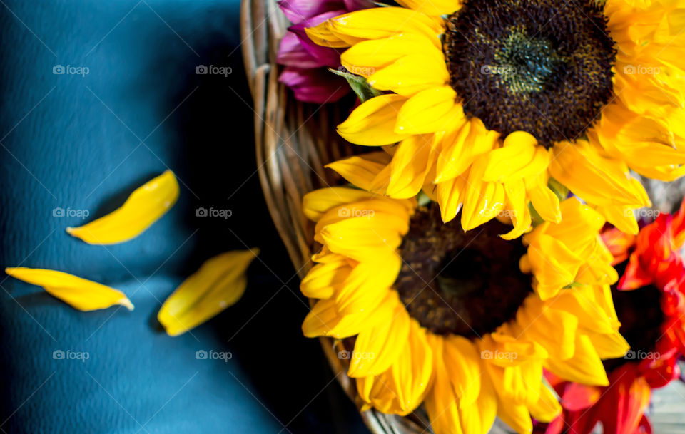 Elevated view of many colorful sunflowers in cheerful gift basket with petals floral art photography background 
