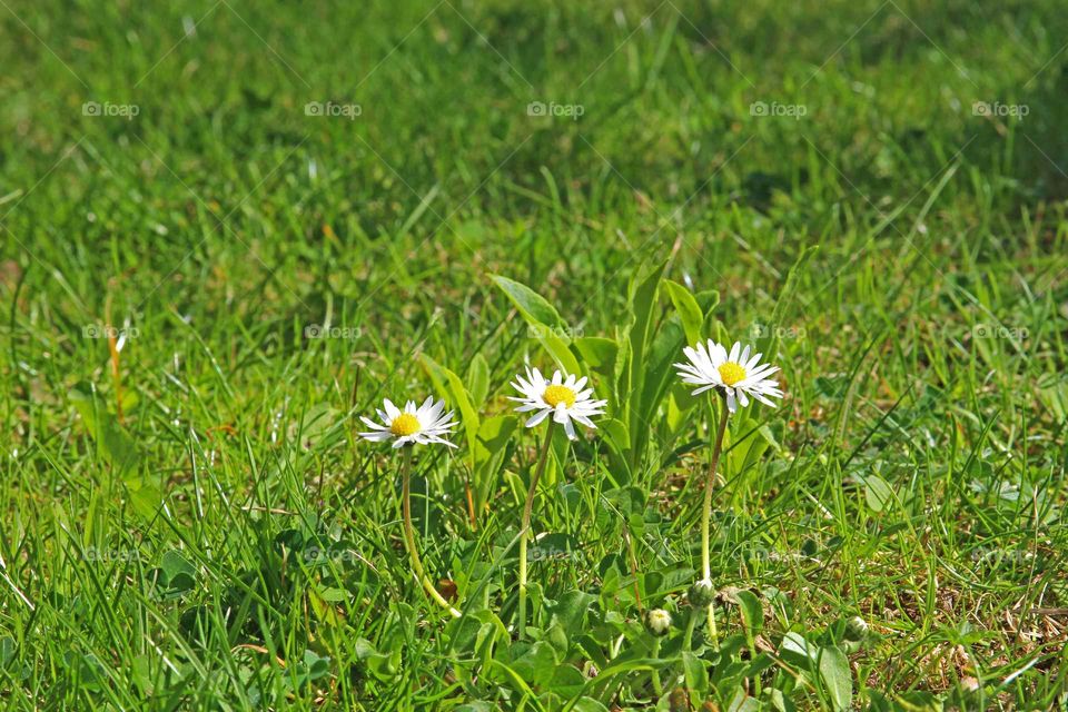 three daisies in the grass