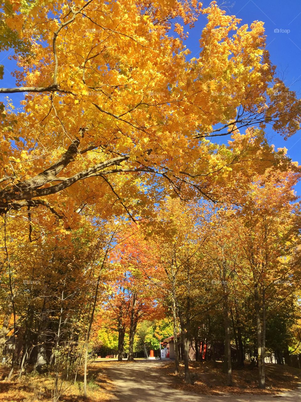 Fall colors . Pretty Autumn day 