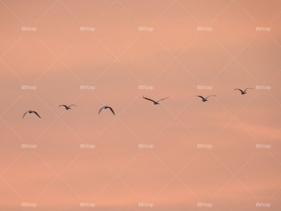 Six Birds At Sunset 