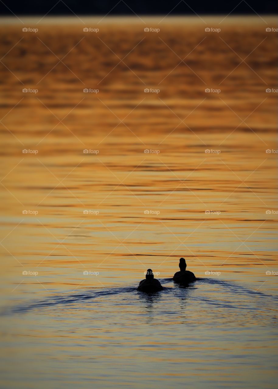 Two mallard ducks swim towards a deep orange sunset on American Lake, Washington 