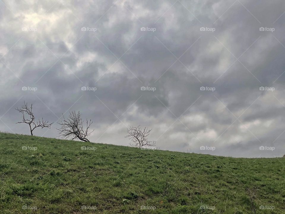Bare trees on a hill with green grass and cloud sky 