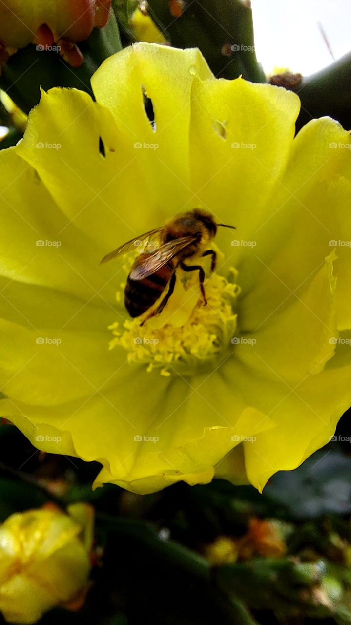 Delicada flor amarela recebe a abelhinha que recolhe o néctar e faz a polinização.