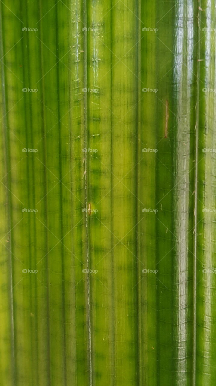 close up leaf imperfection