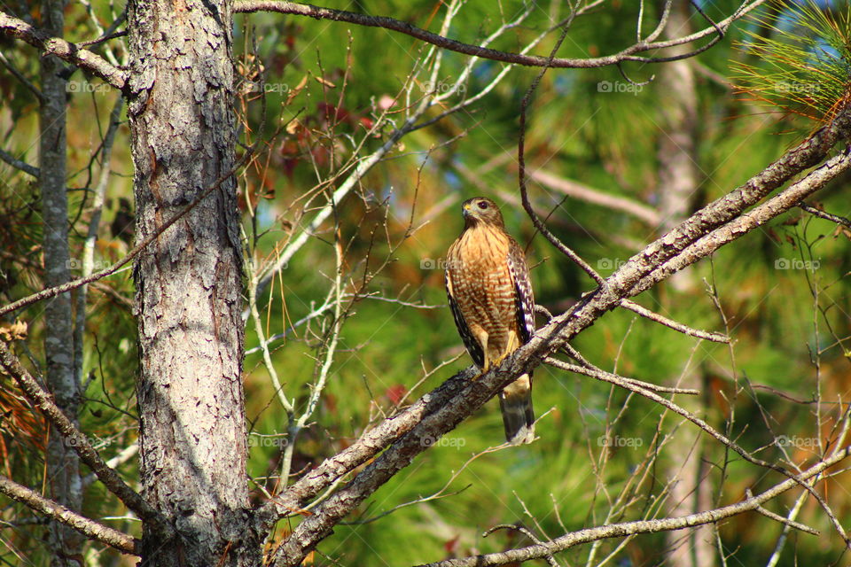 Hawk Sitting Perfectly on a Tree