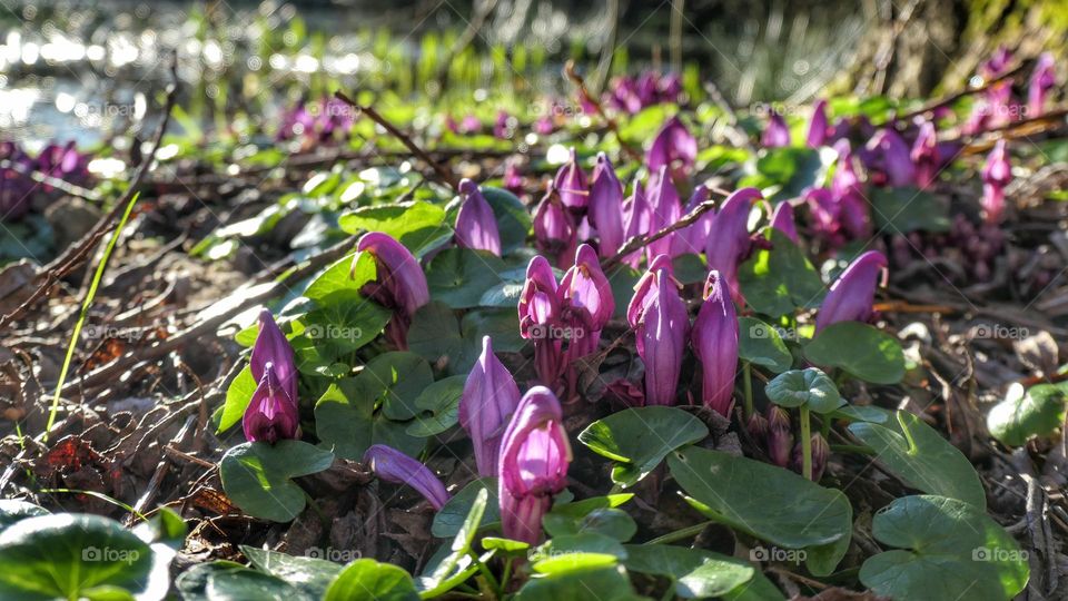 Purple flowers in the woodlands