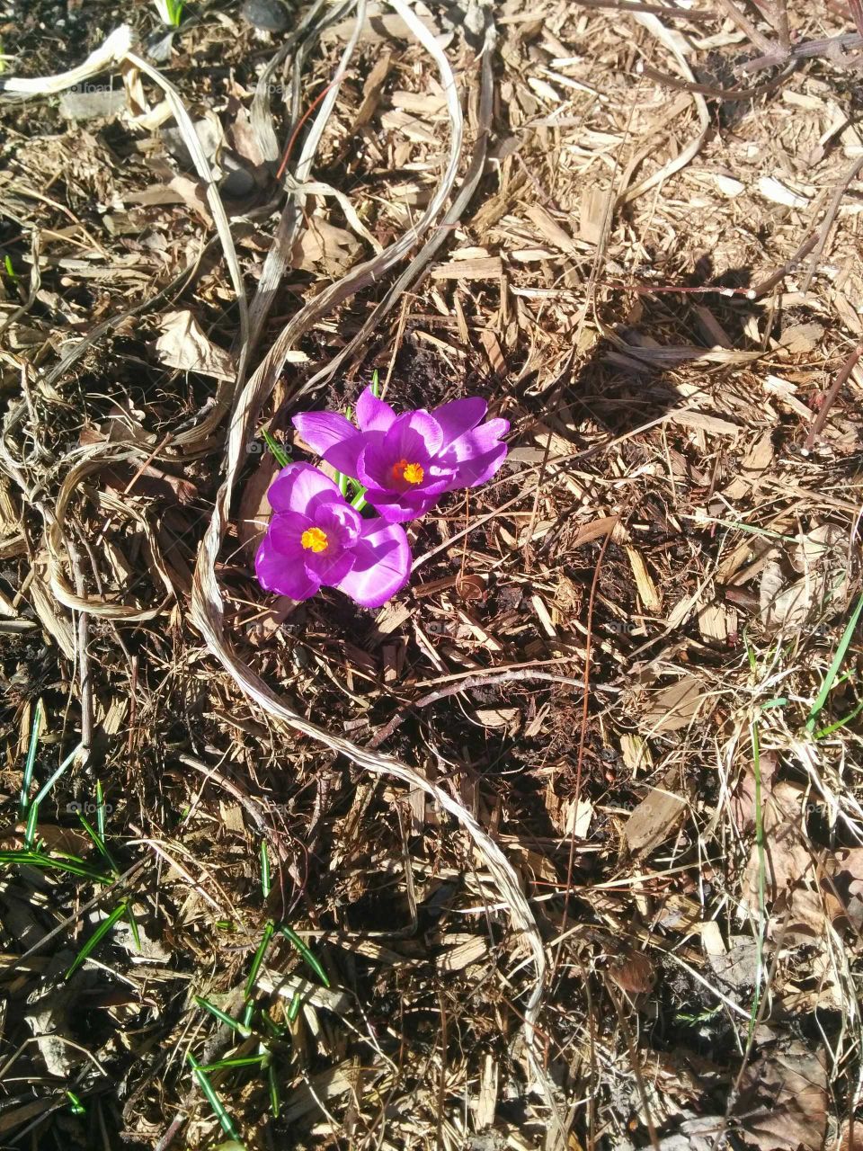 Lonely flower still holding strong