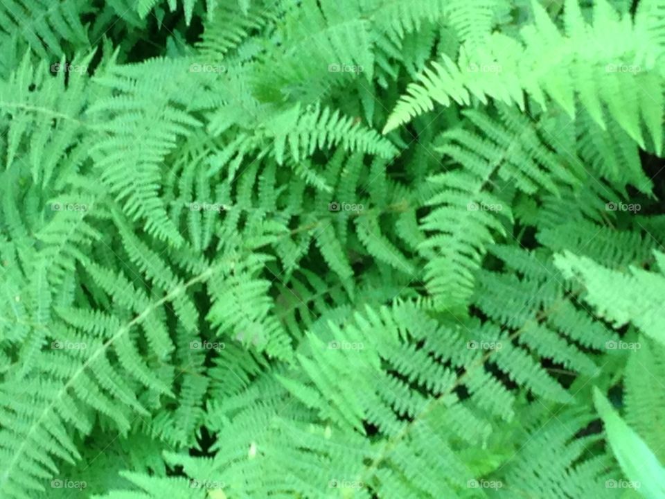 Ferns