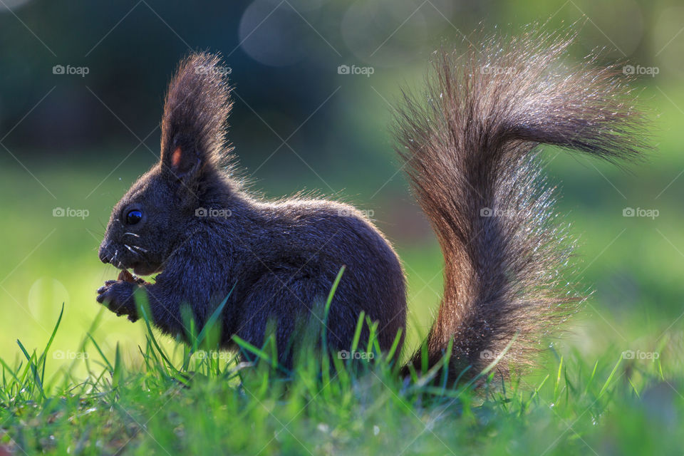 Squirrel, grass, eating