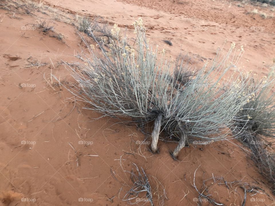 Desert Brush