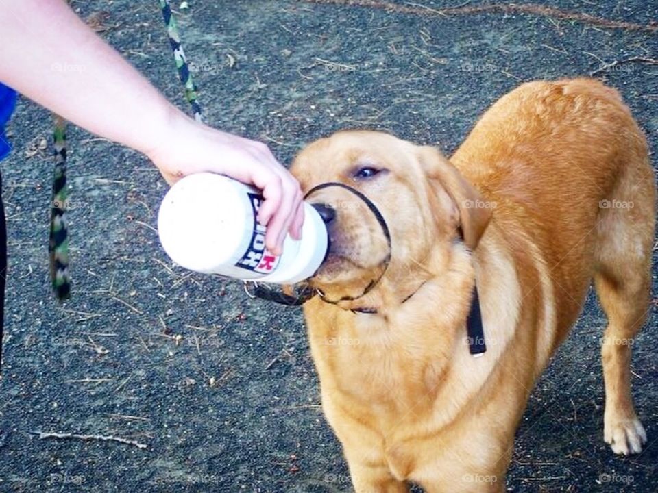 Thirsty dog