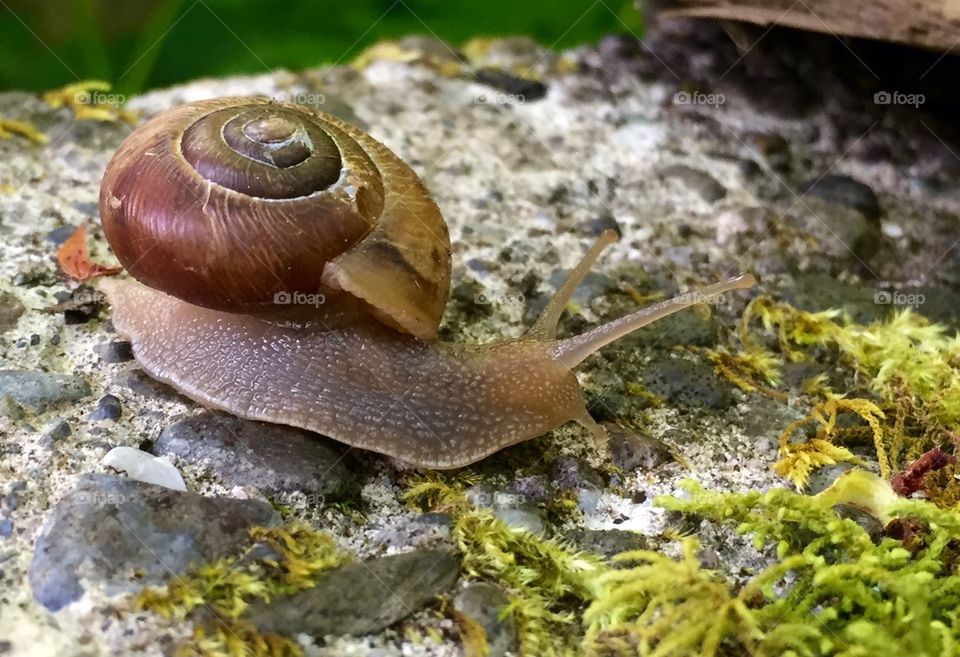 Snail