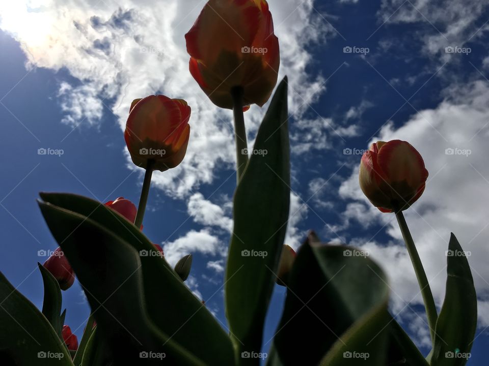 A group of tulips rising into the sky. 