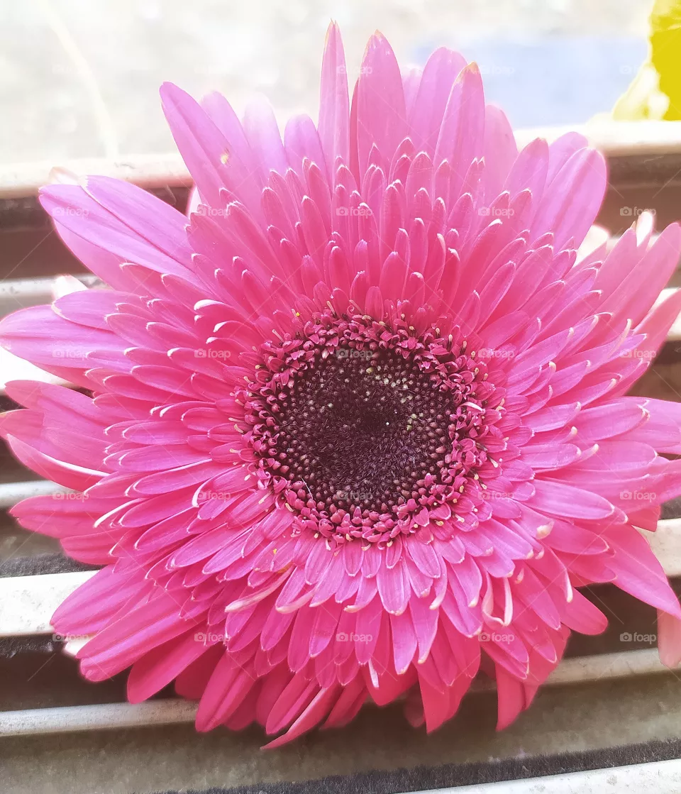 Gerbera Flowers Beauty awesome shot on Camera
