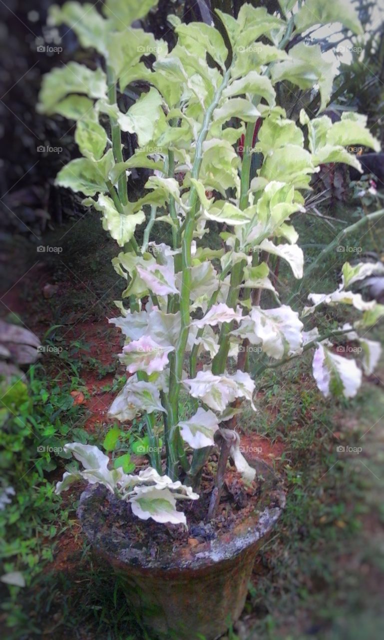 magical  crazy  plants