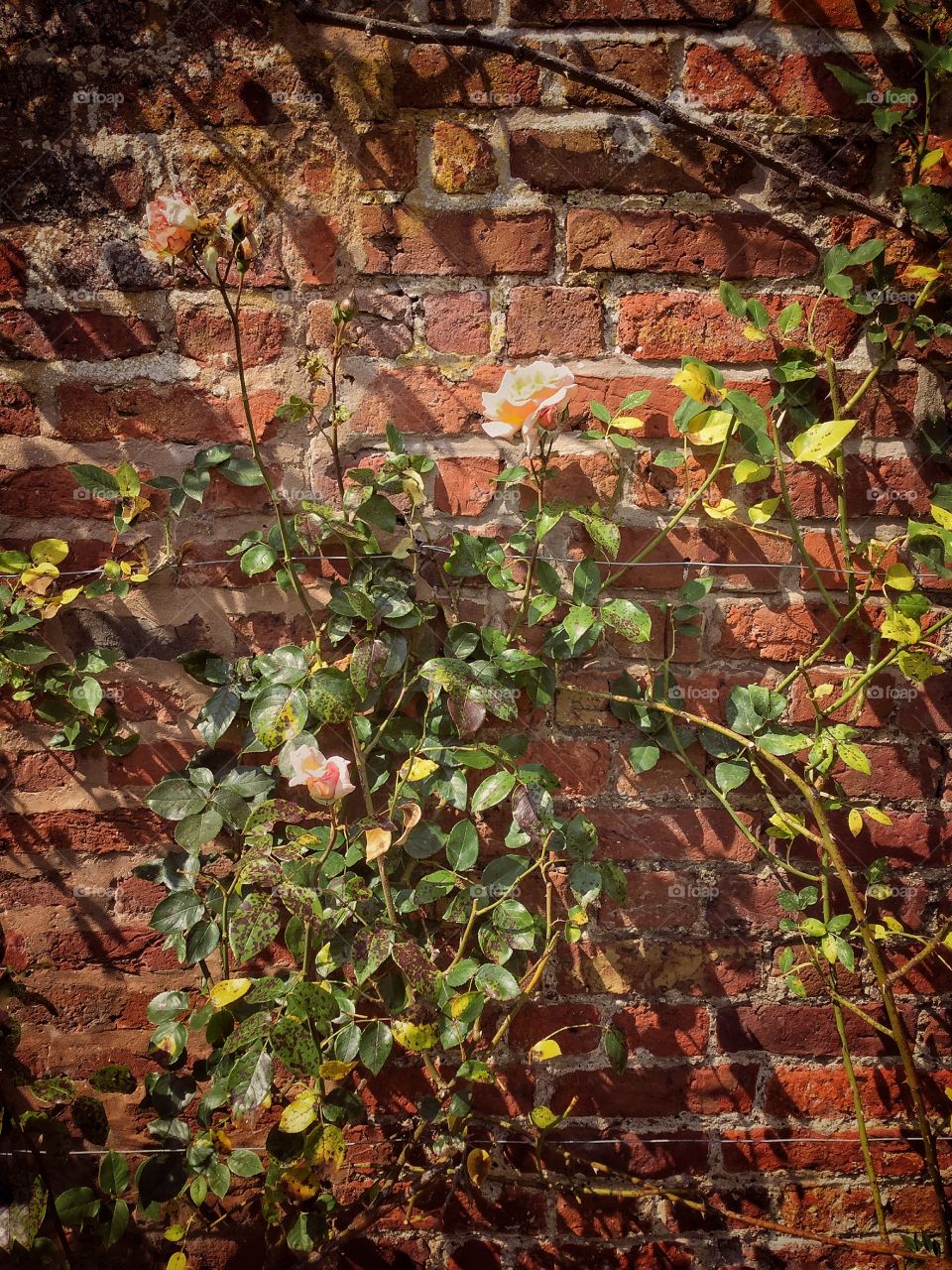 Wall . Roses