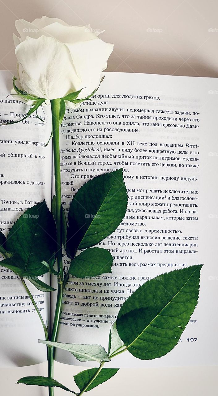 Book and rose 