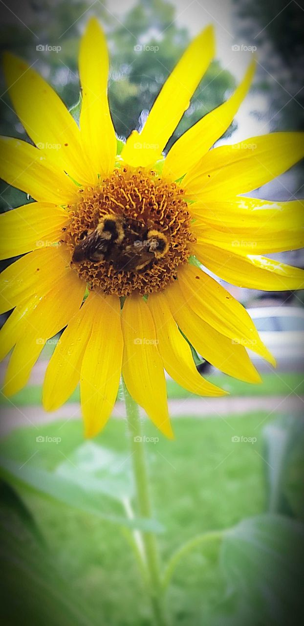 Rainy days bees hide in the sunflower to say  dry