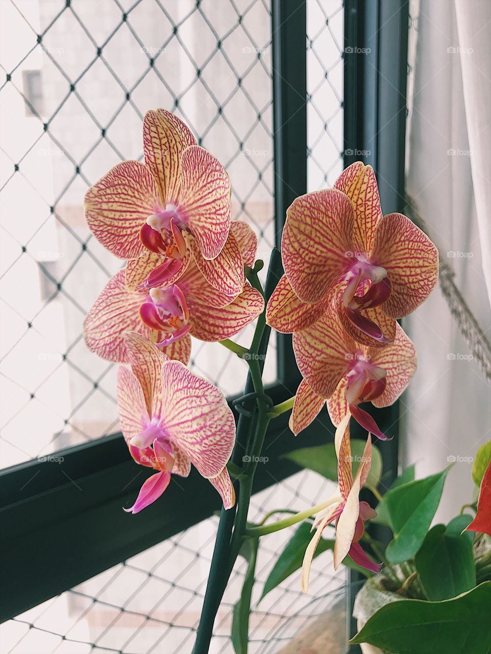 Orchids