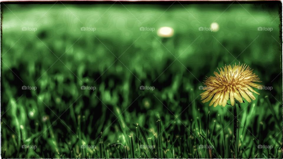 pushing up daisies