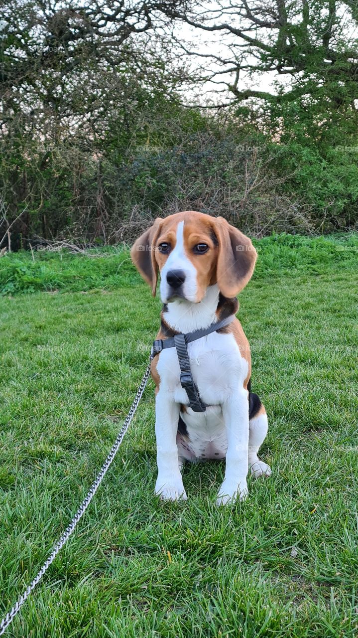beagle dog 🐕❤