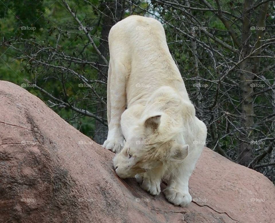 The Toronto Zoo, Toronto, Ontario, Canada