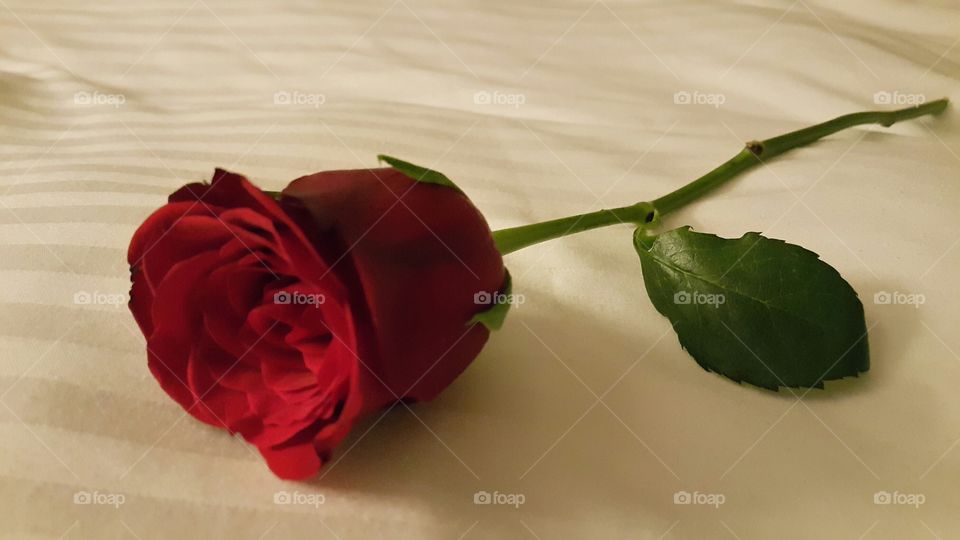 Beautififul Roses single rose flower