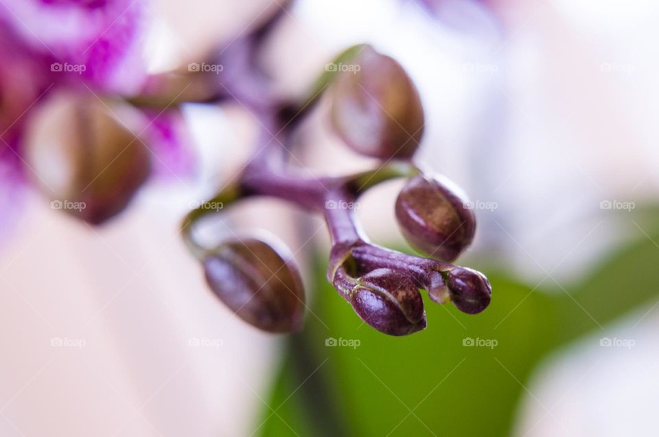 Flower bud