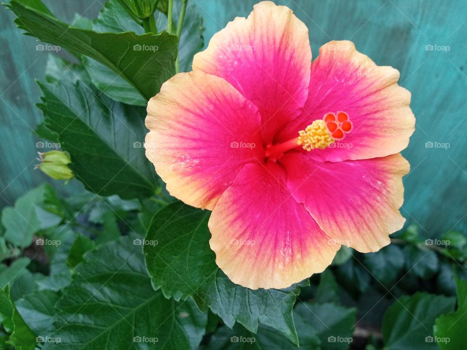 Hibiscus in bloom