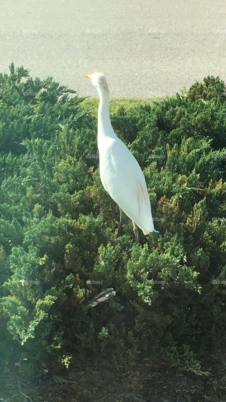 Wildlife Egret bird