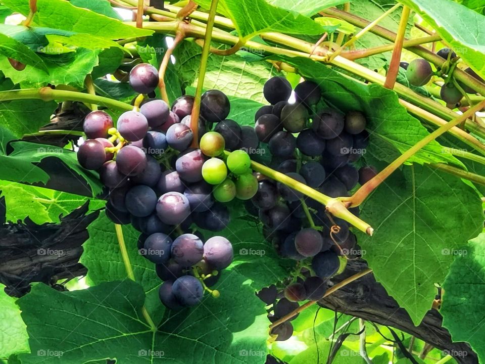 Blue grapes