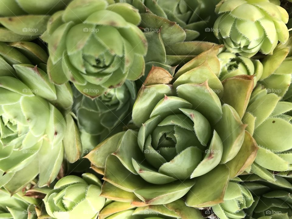 They're multiplying!