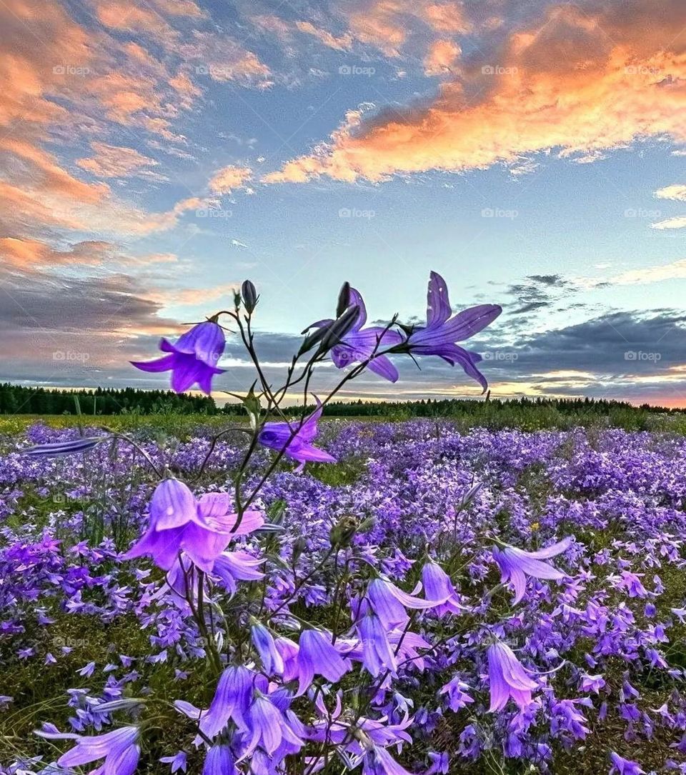 The beauty of roses and flowers

￼