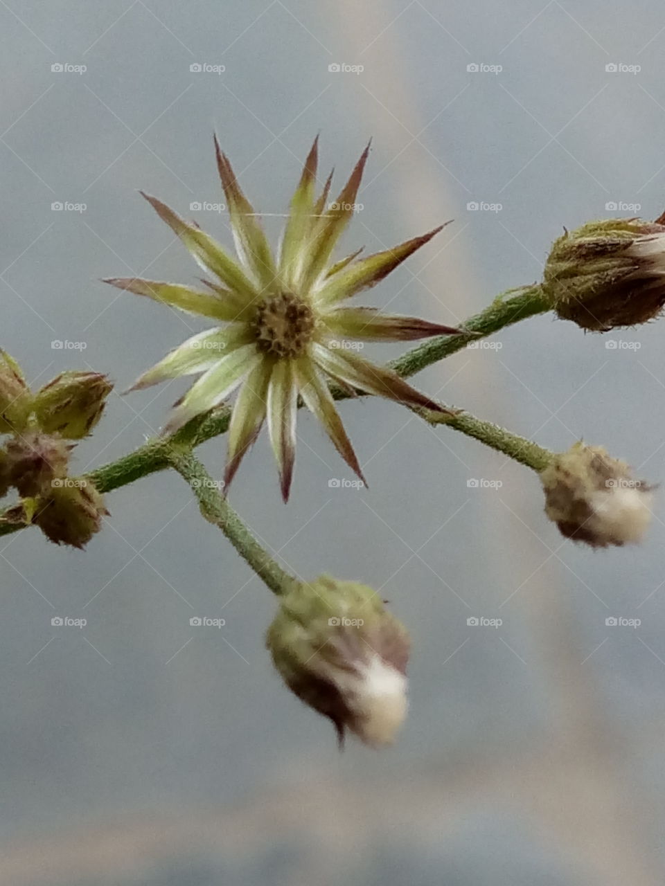 Green flowering branches with flowers