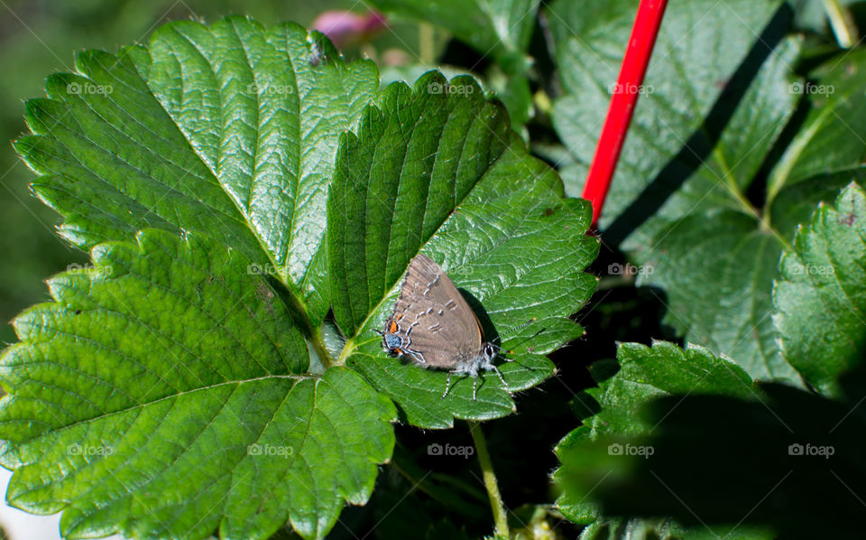 Blue, orange and grey Moth butterfly on strawberry plant leaf 