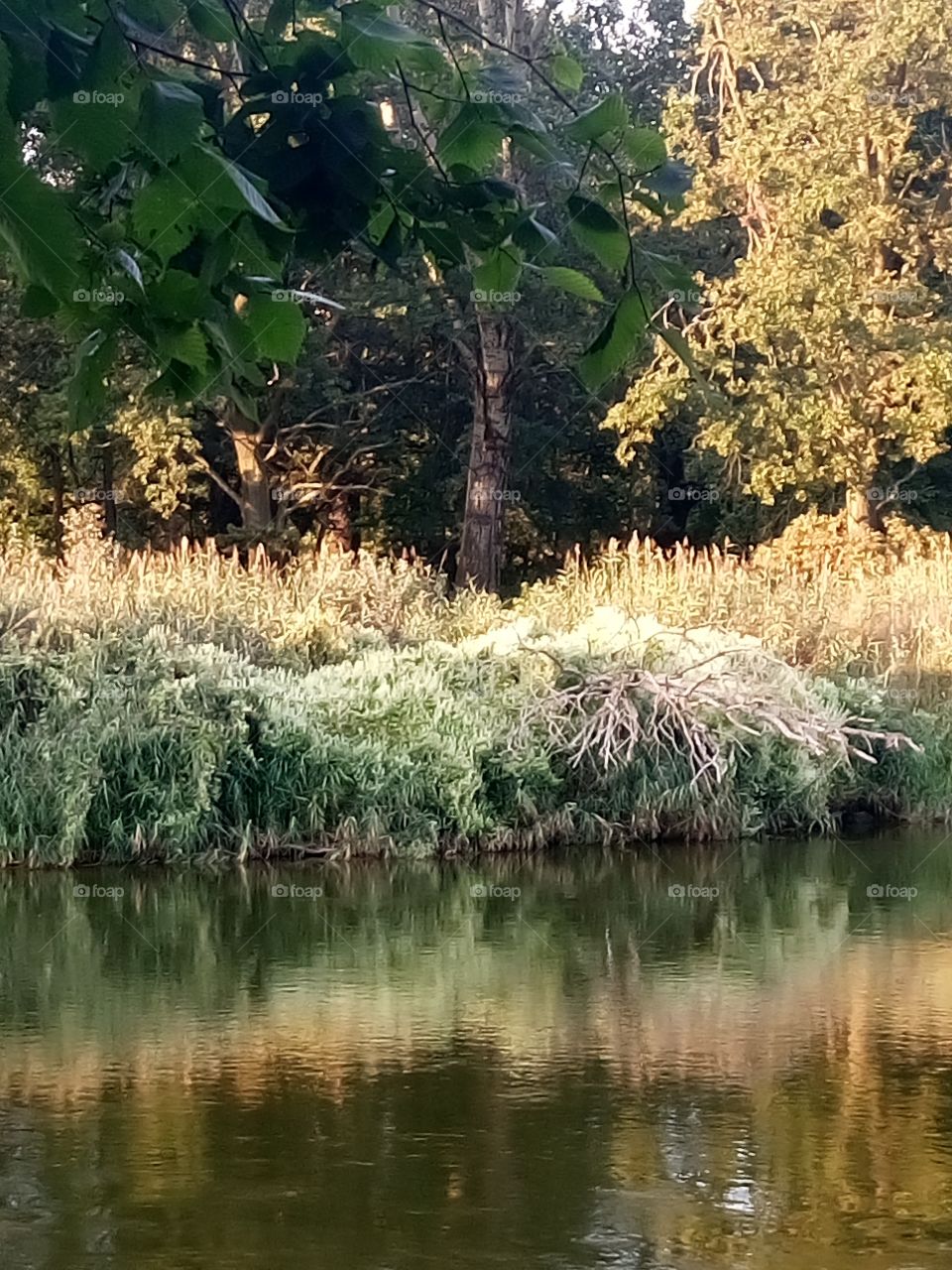 polish nature, at the river