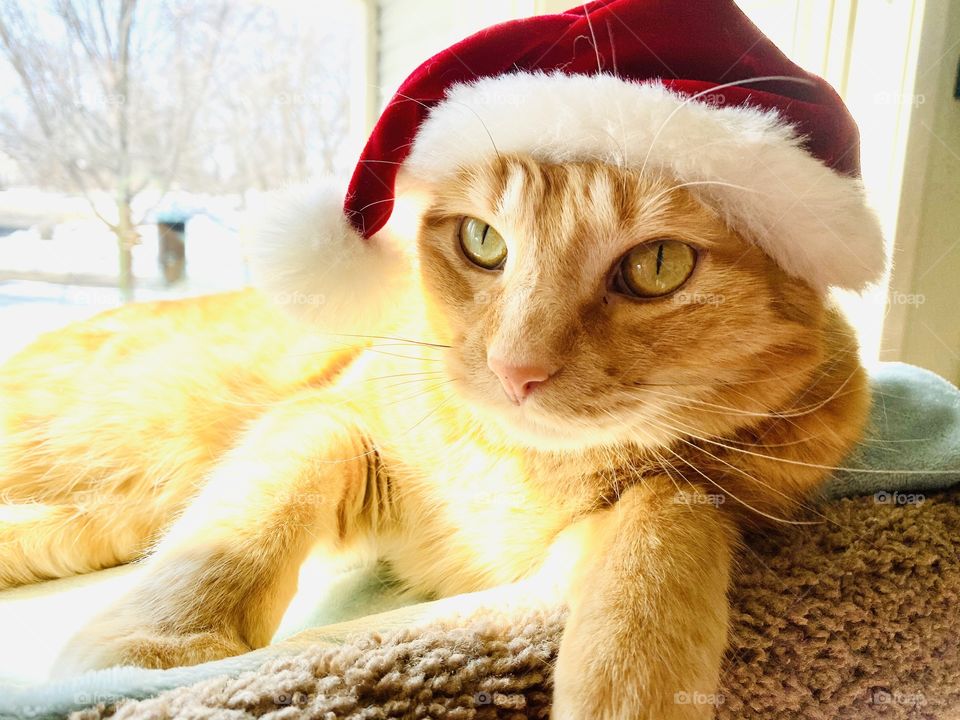 Darling cute bright orange tabby cat wearing a hat for his photo shoot trying on fun hats!! 