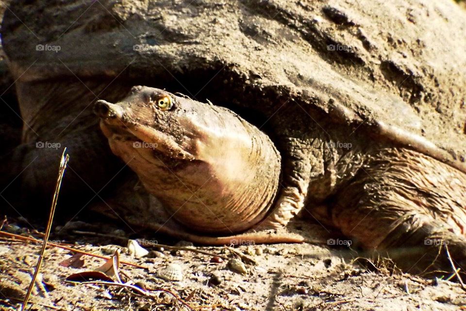 Soft shelled turtle.