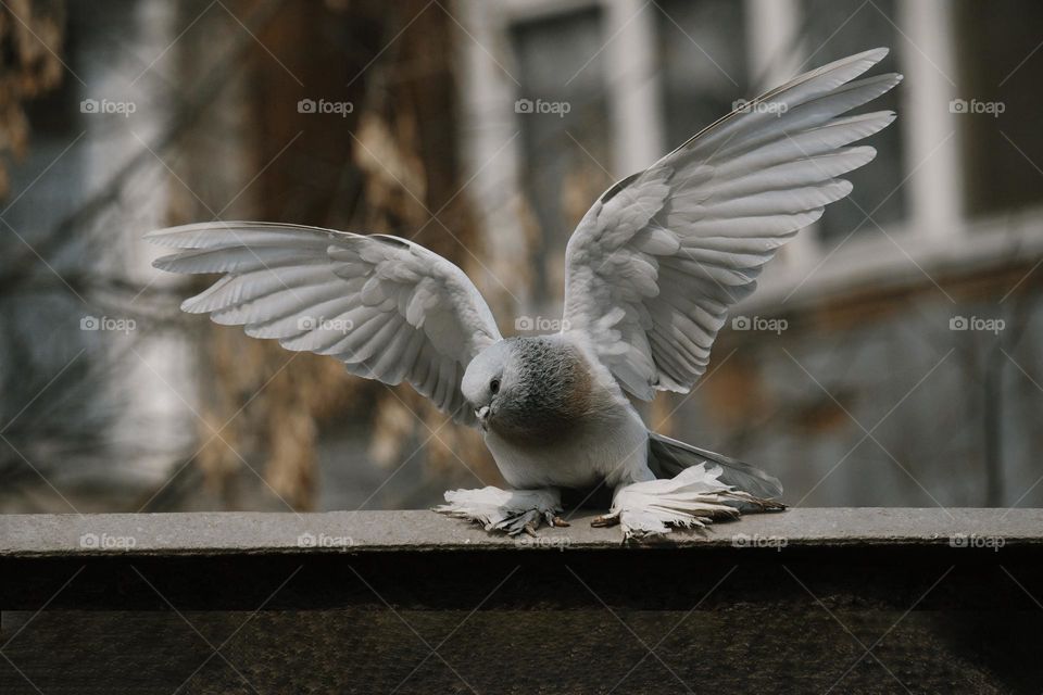 grey pigeon on the roof