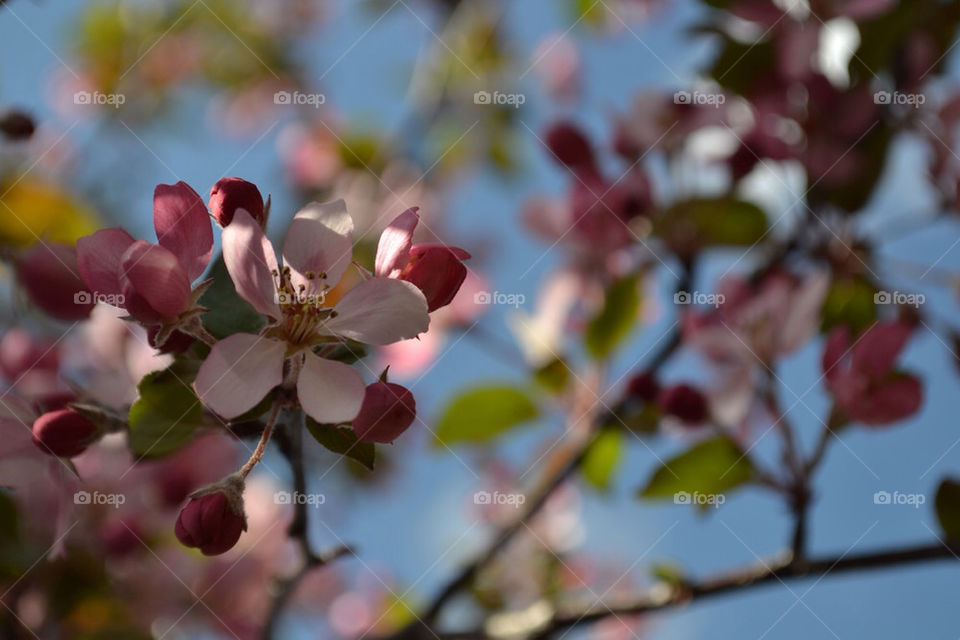 spring pink flower blossom by smaddockdesigns